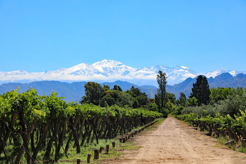 vineyards in south america's Argentinian wine country with the Andes in the background