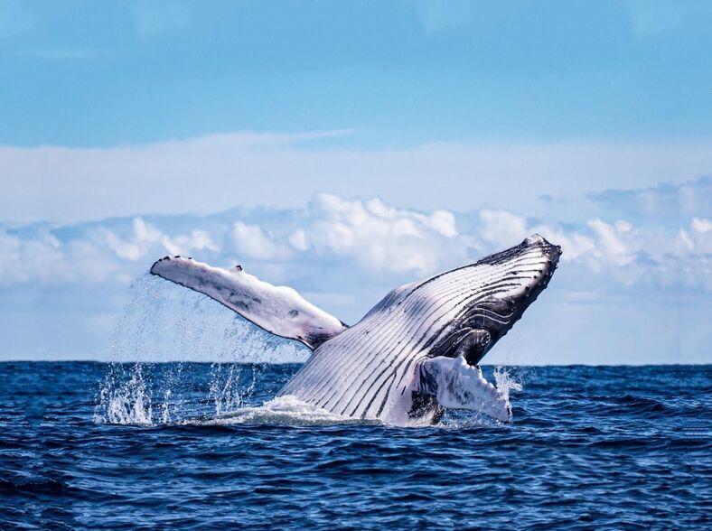 A magnificent humpback whale emerges from the ocean.