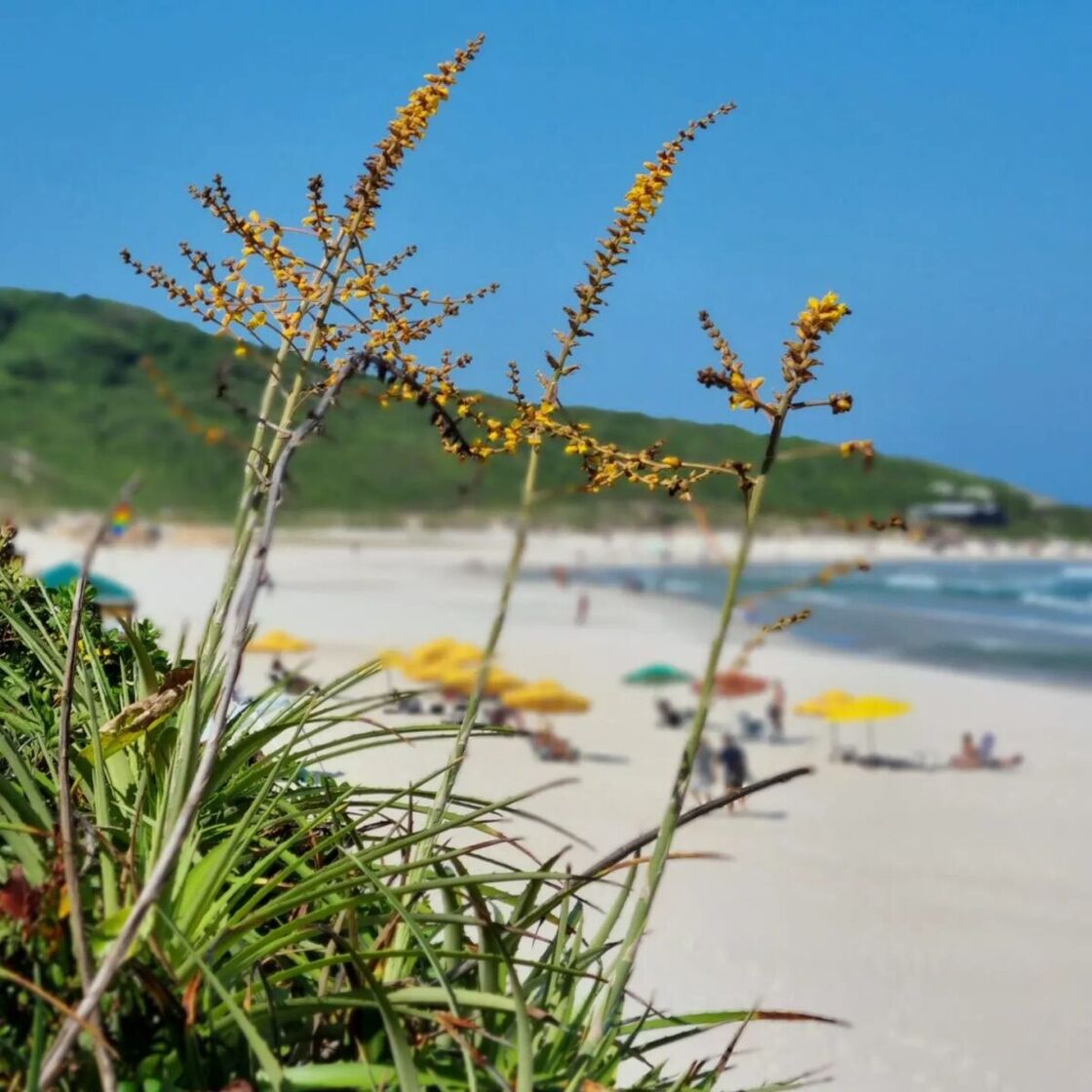 Florianopolis beach