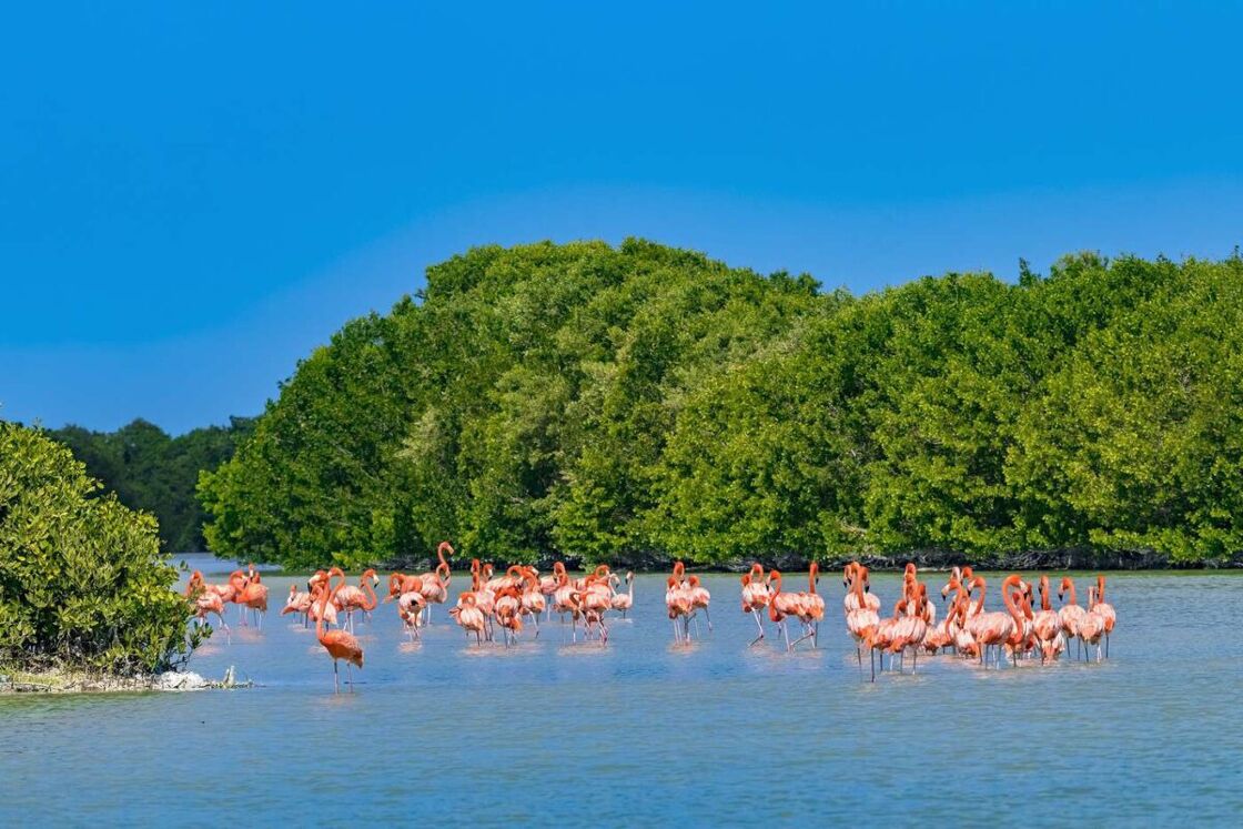 Flock of flamingo in the middle of the water surrounded by trees