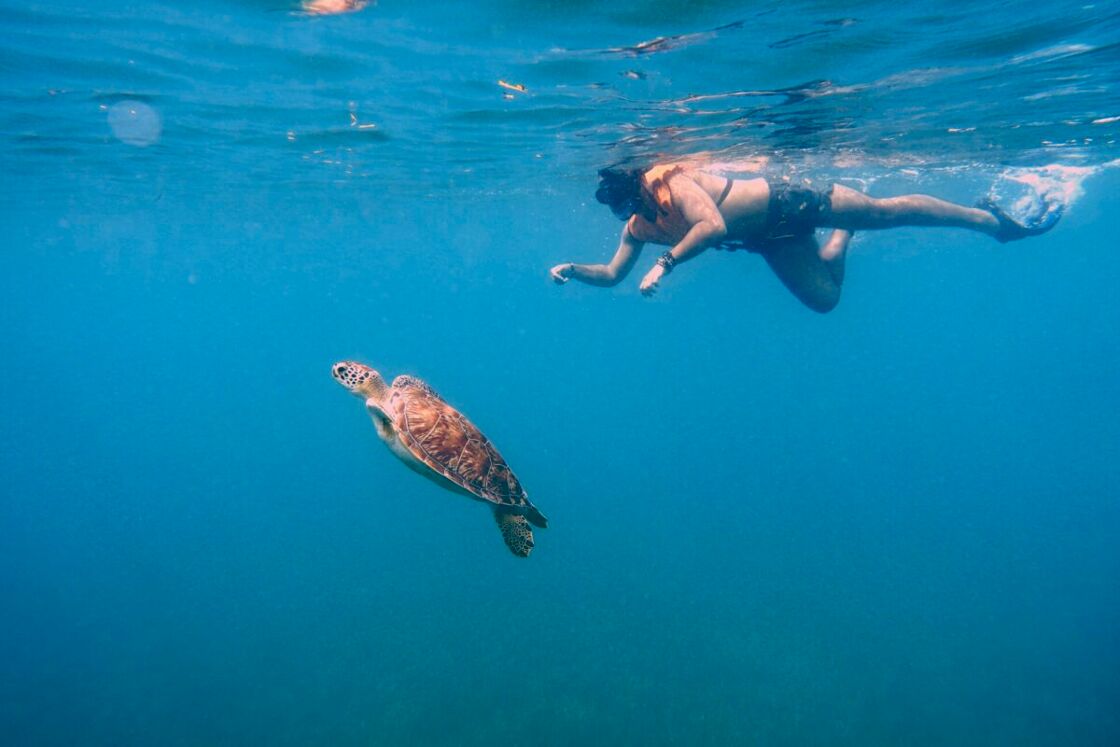 A snorkeler swims with a sea turtle underwater.