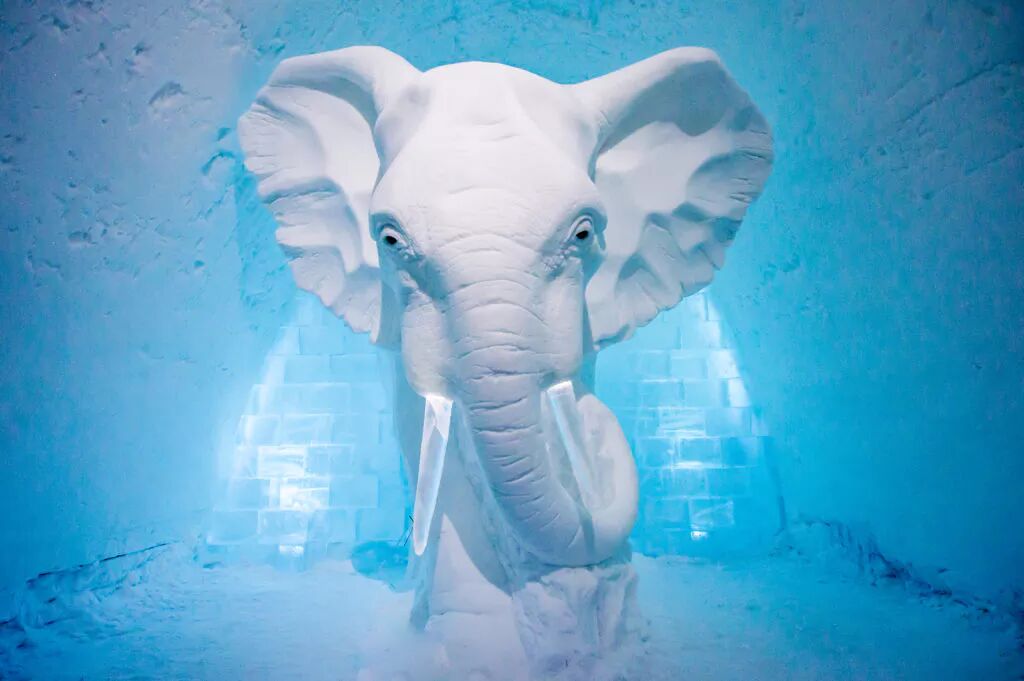 "Elephant in the Room" by Anna Sofia Mååg. Photo by Asaf Kliger.