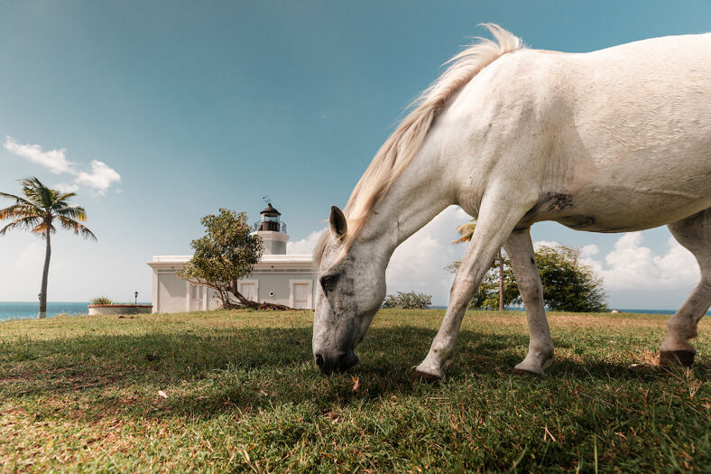 A wild horse eats grass outside a Spanish colonial building in the countryside.