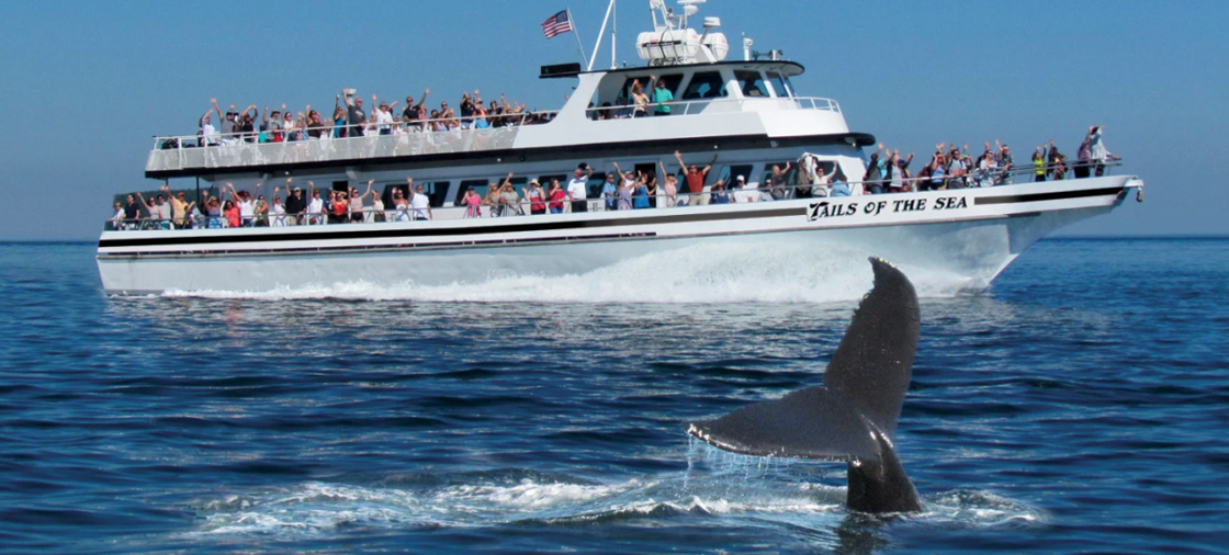 A boat of full of people views a whale as in dives into the waters of the Atlantic Ocean.