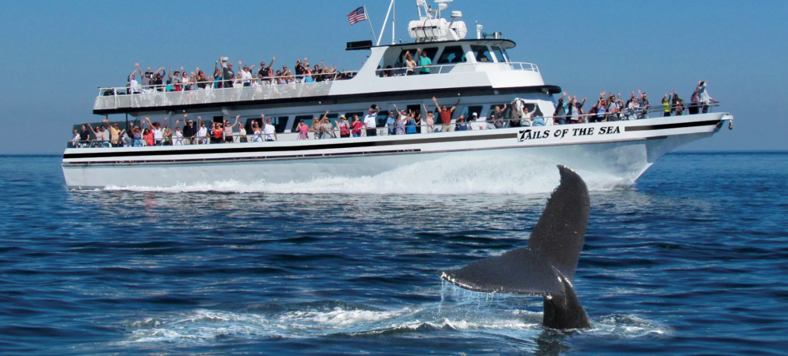 A boat of full of people views a whale as in dives into the waters of the Atlantic Ocean.