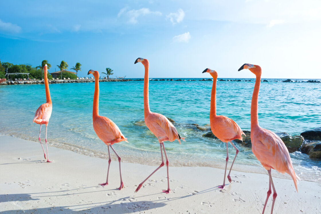 Five pink flamingos on the beach in Aruba in front of blue ocean waters with palm trees on the coast line in the background