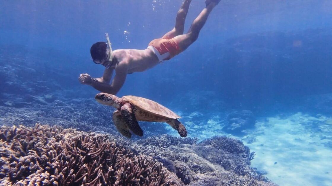 Stefan goes snorkeling with a giant sea turtle.