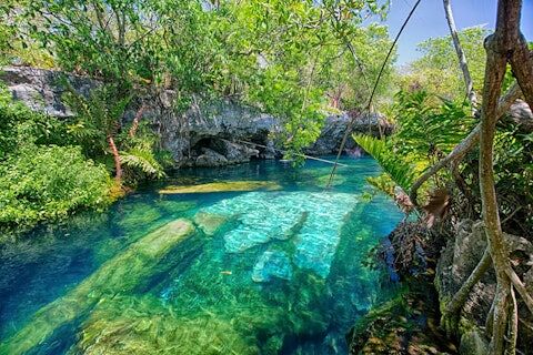 Lush cenote in the Mexican Jungle. Photo via Visit Merida
