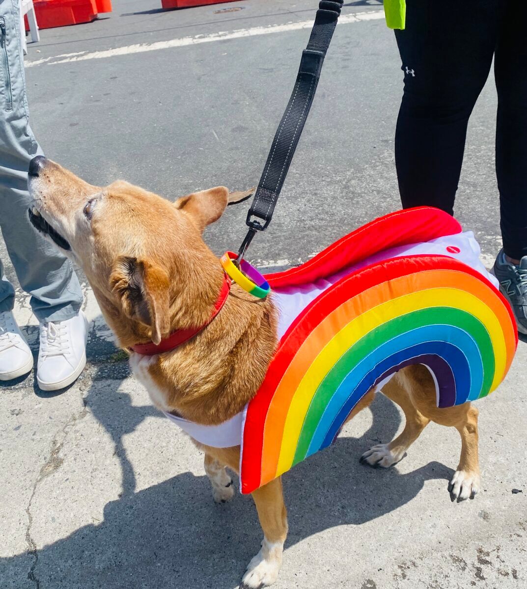 Rainbow dog at Long Beach Pride parade