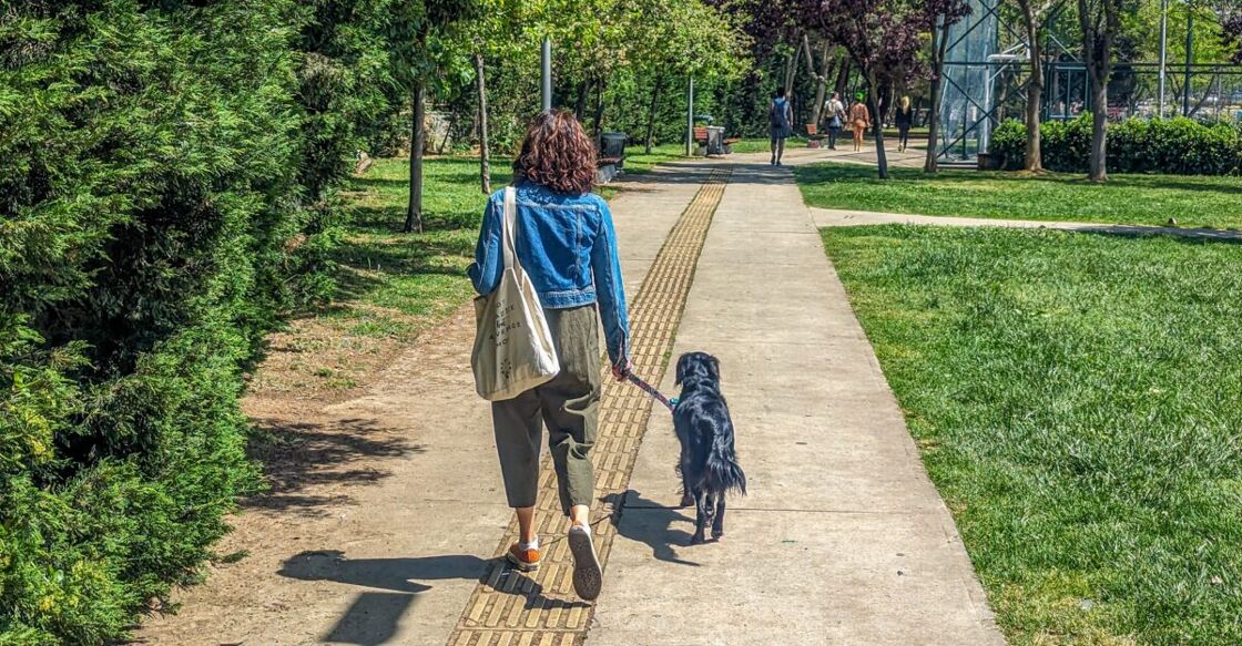 A woman walking her dog through the park. A woman walks a dog in the park