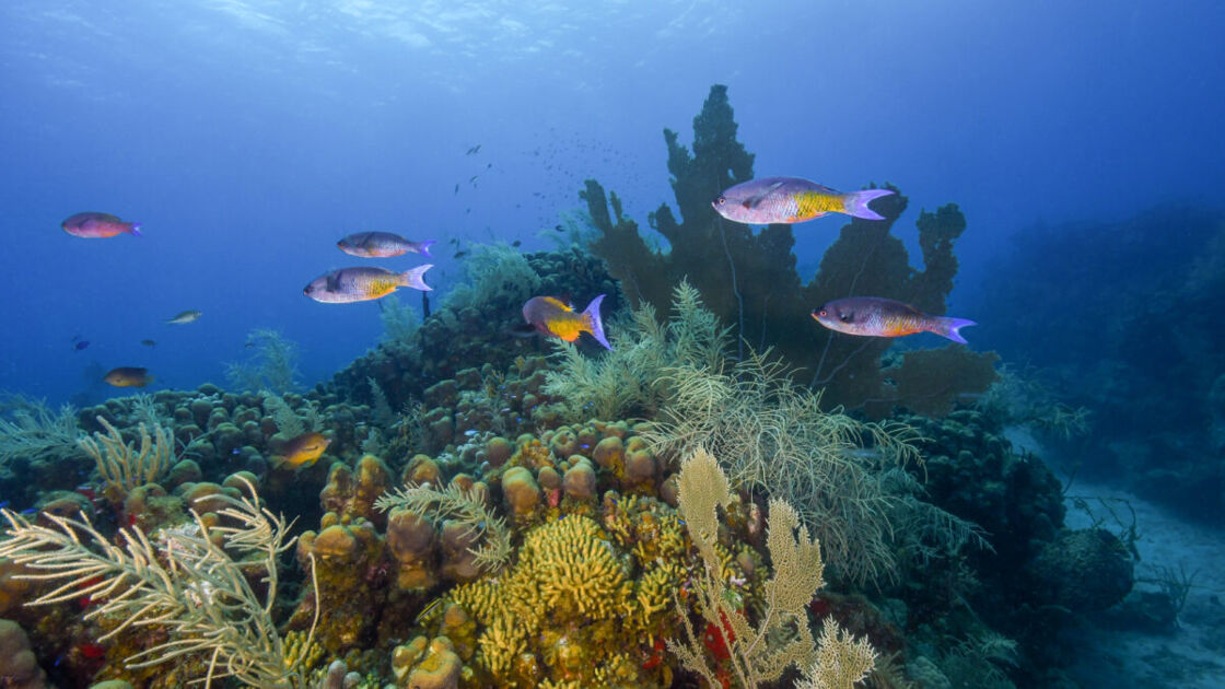 A school of blue fish. 