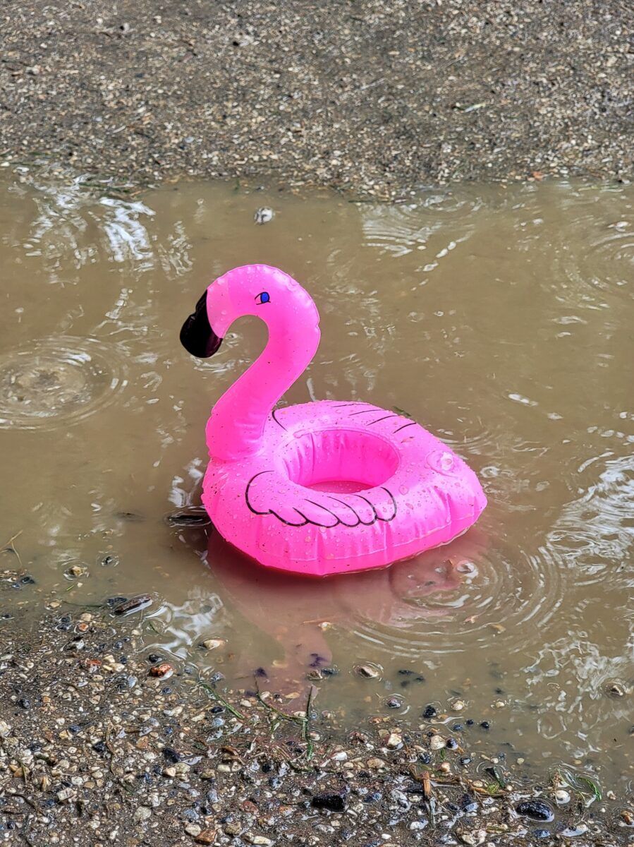 Flamingo floaty in a puddle