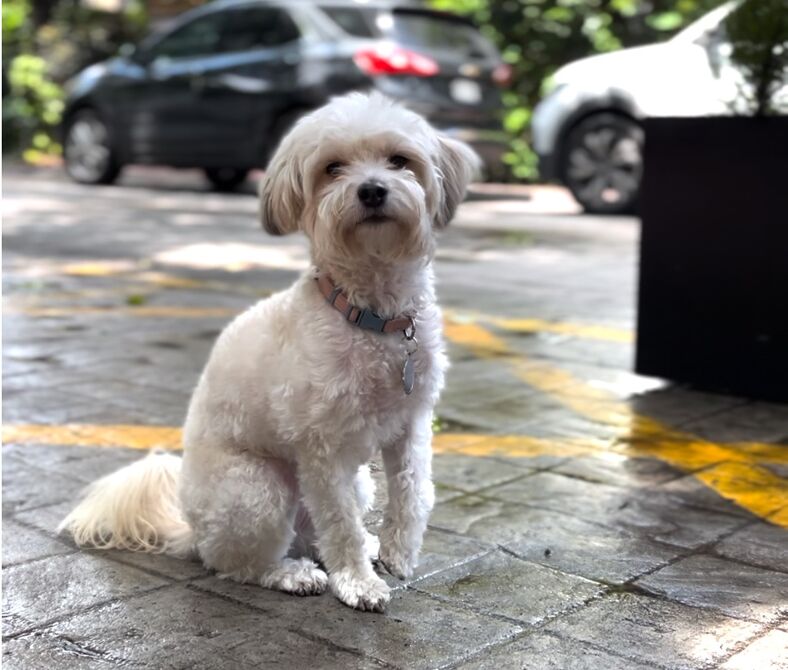 A little white dog stands outside next to a street