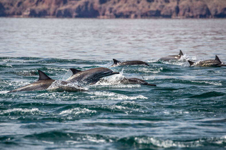 Loreto Bay Baja California Sur Mexico dolphins swimming in the blue sea