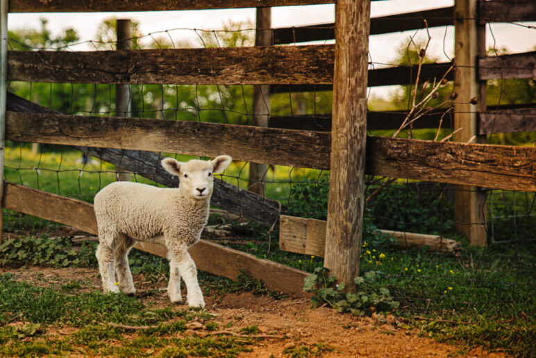 An adorable lamb stands in front of a wooden fence