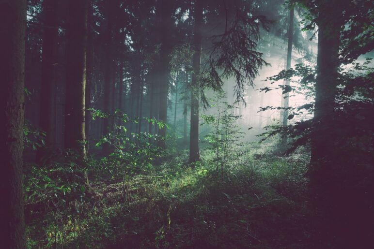 A view of a forest with lots of trees