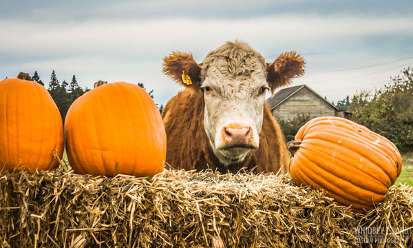 An adorable cow stares at the camera surrounded by big orange pumpkins