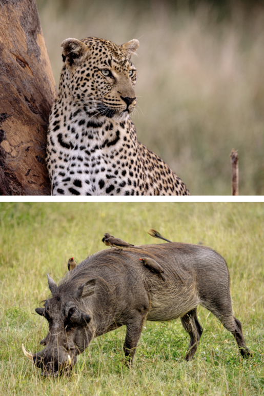A leopard and rhinoceros at Kruger National Park, South Africa.