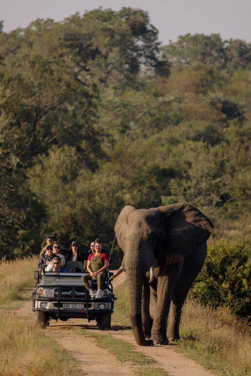 A group of tourists in a safari jeep behind an elephant in Kruger National Park, South Africa.