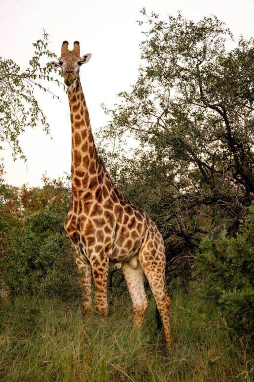 A giraffe at Kruger National Park, South Africa.