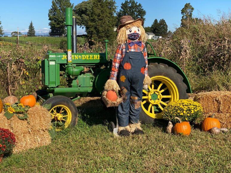 Scarecrow stands in front of a green tractor in a corn field
