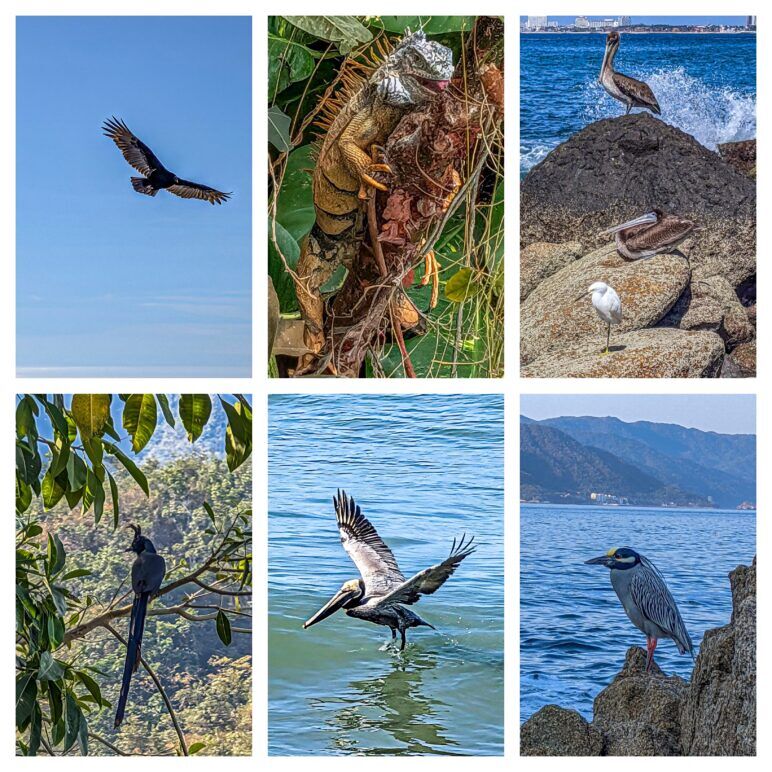 Six photos of an iguana and various sea birds