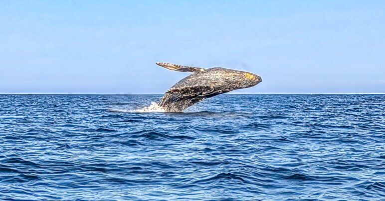 A humpback whale launches out of the water