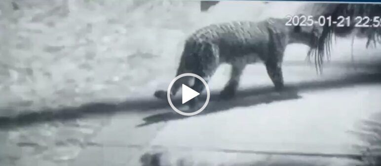 Security camera photo of a jaguar walking