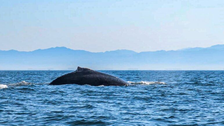 The back of a humpback whale breaches the surface of the ocean