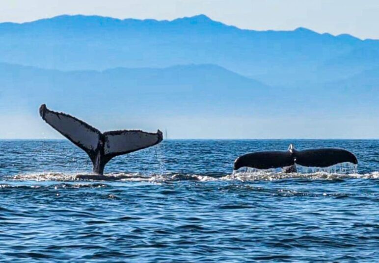 The tails of two humpback whales stick out of the ocean
