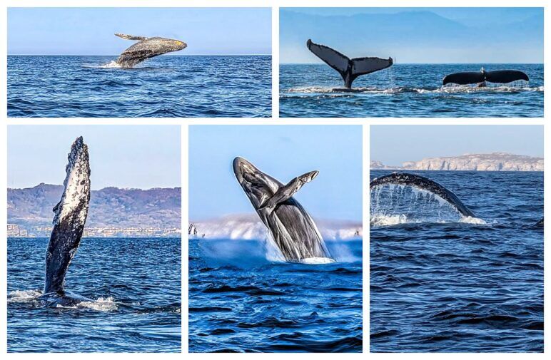 5 photos of humpback whales breaching the surface of the ocean