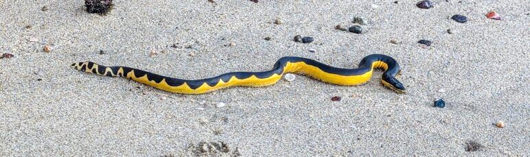 A yellow bellied sea snake slithers across the sand