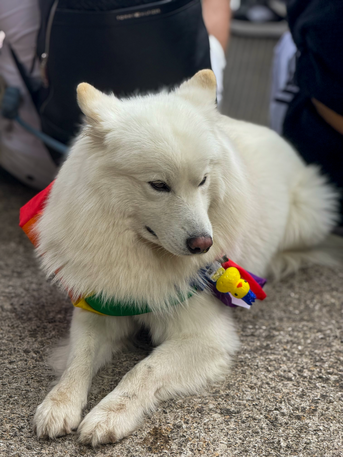 A dog wears a rainbow bandana at Mexico City Pride.