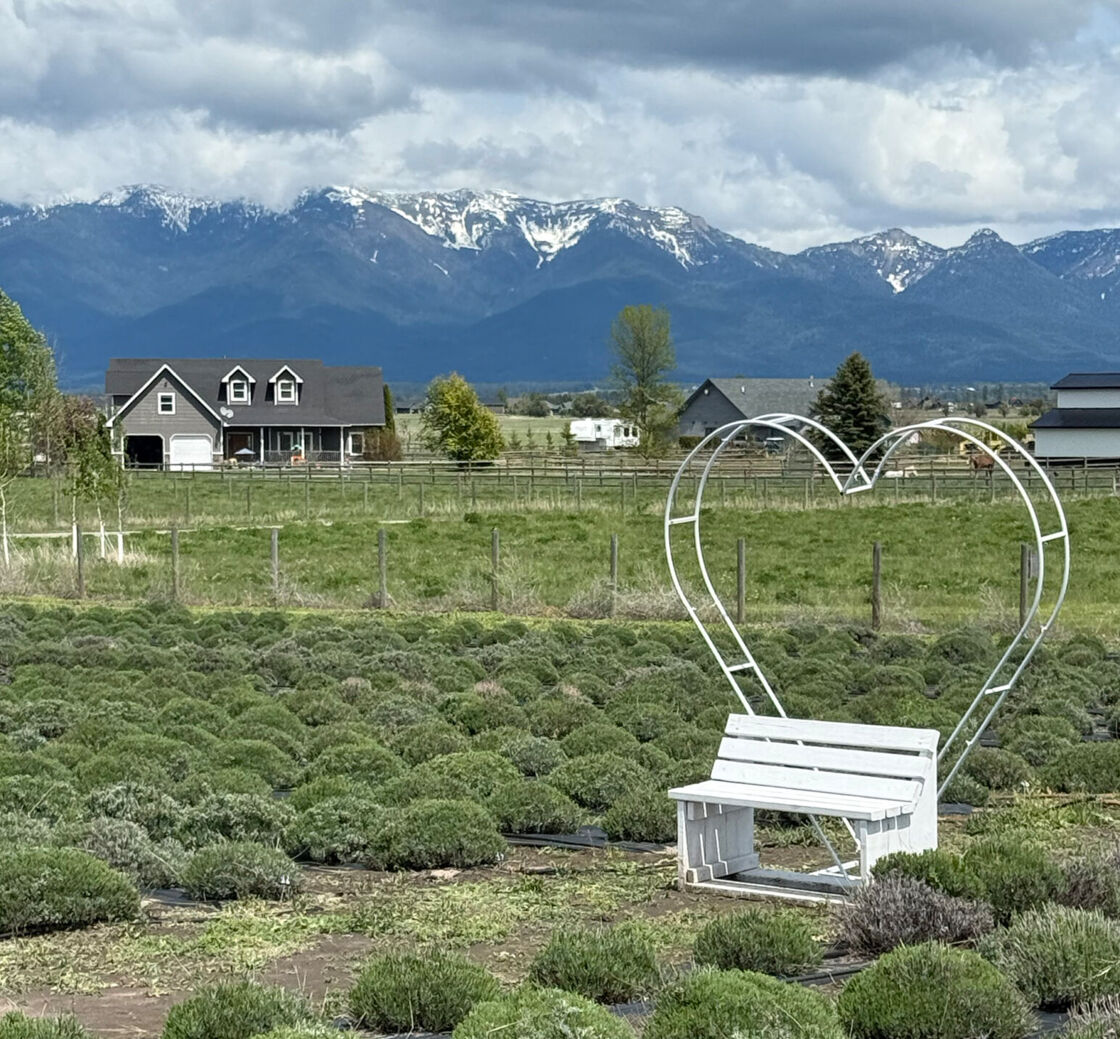 View of the Rocky Mountains from a lavender field with a bench with a heart back in the foreground