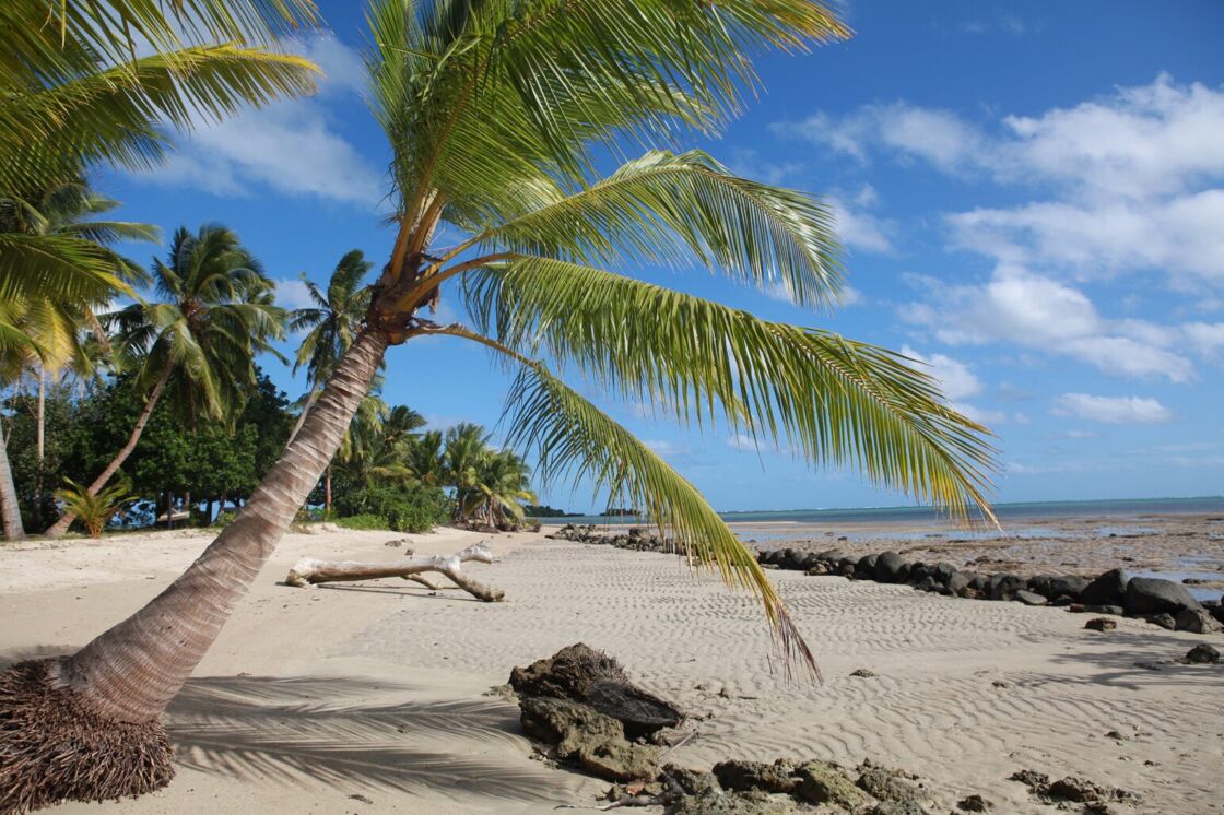 Savusavu Island in Fiji pictured at daytime, showing off scenic palm trees and blue sky.