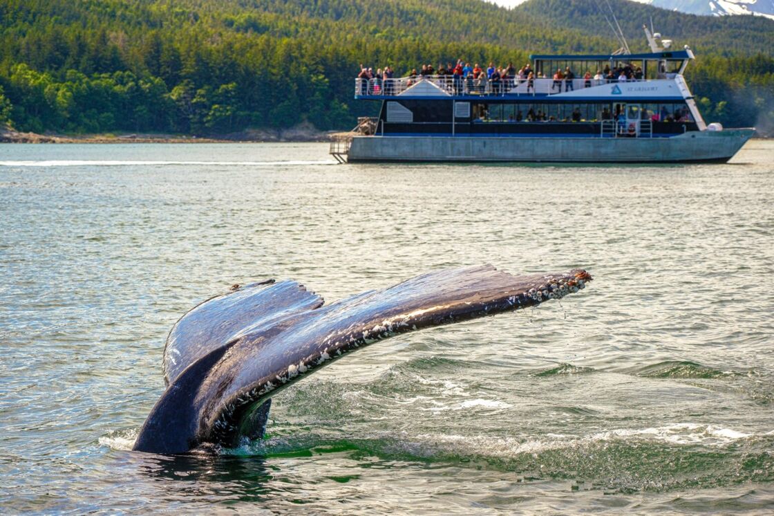 A whale watching tour floats by on a large ship as a humpback whale dives into the water in Juneau, Alaska.