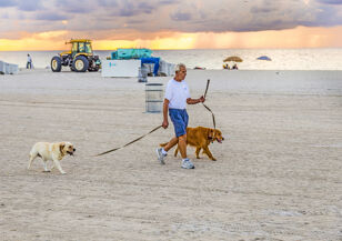 4 reasons Miami is the best city to travel with your puppy